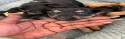 Dorkie dogs for sale: Mochi - Ad 1