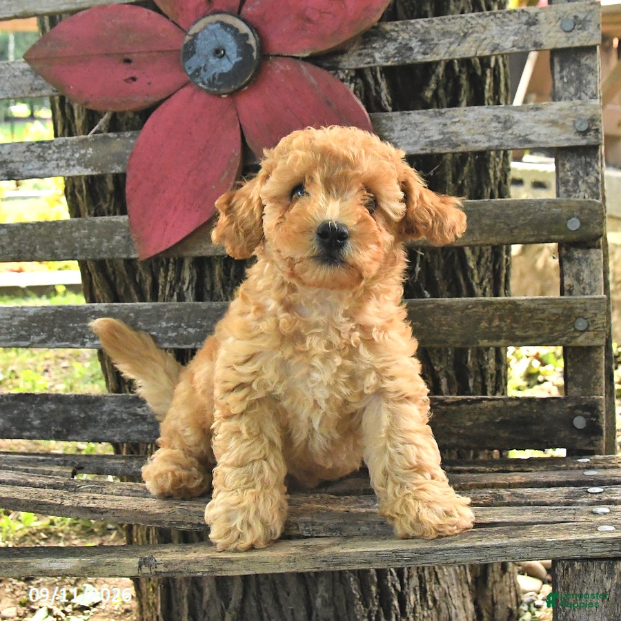 Havapoo dogs Teddy - Ad 1