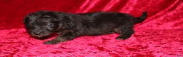 Doxiepoo dogs for sale: Doxiepoo Rubble - Ad 9