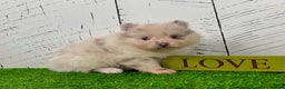 Pomeranian dogs for sale: Smarty Lavender Merle - Ad 4