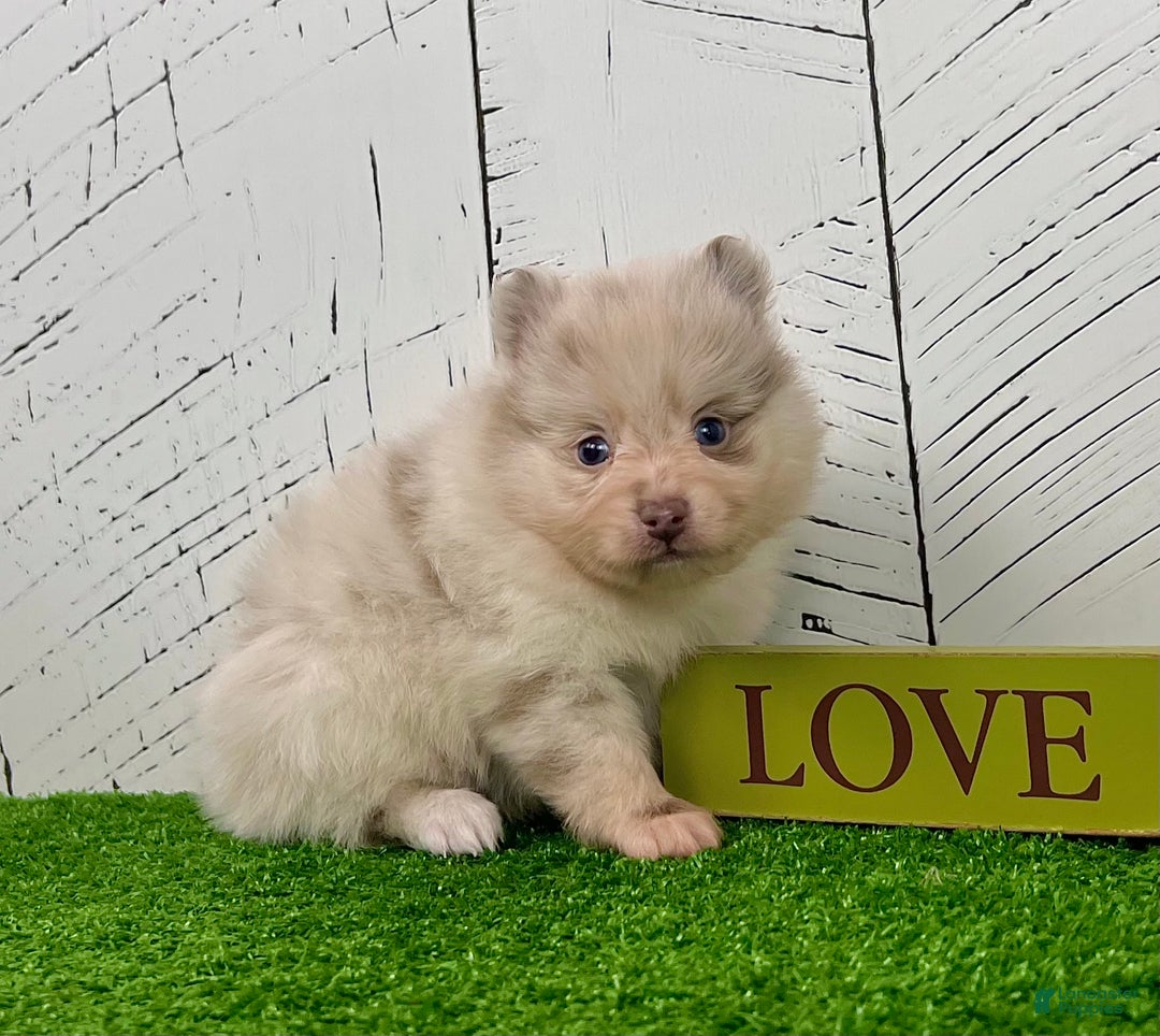 Pomeranian dogs for sale: Smarty Lavender Merle - Ad 4