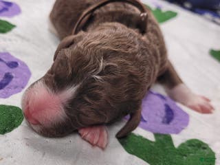 Labradoodle dogs Garbanzo - Ad 8