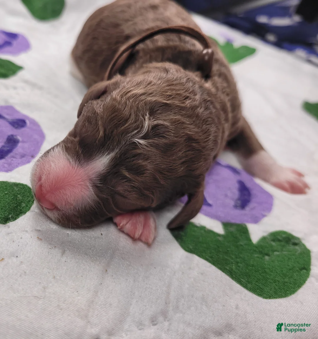 Labradoodle dogs for sale: *REDUCED* Garbanzo - Ad 5