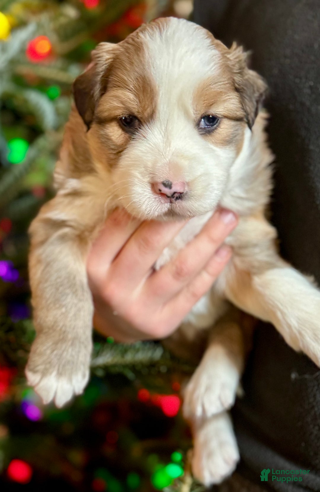 Mixed Breed dogs for sale: Mixed Breed Puppy 3 - Ad 2