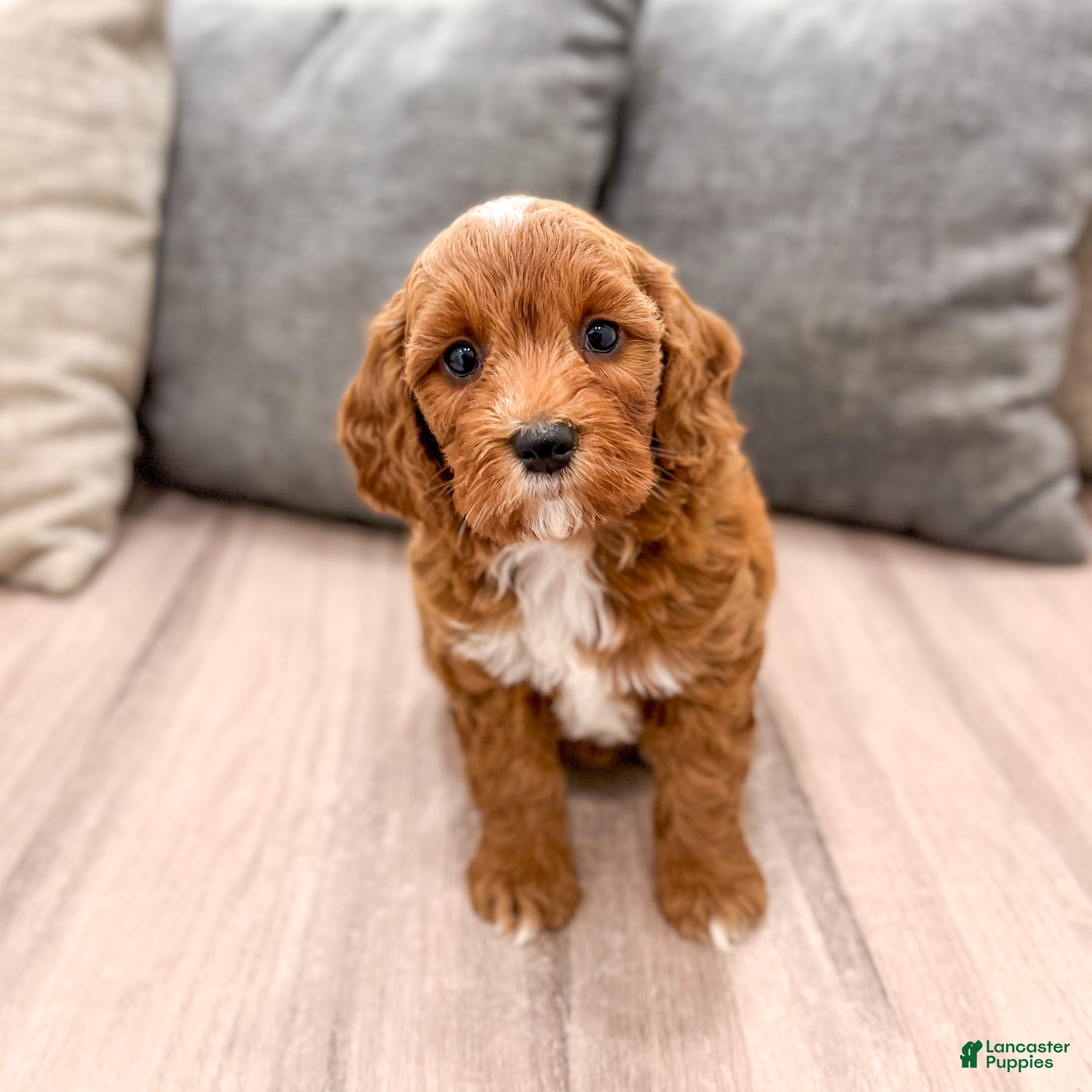 Mini Goldendoodle dogs Alexus - Ad 2