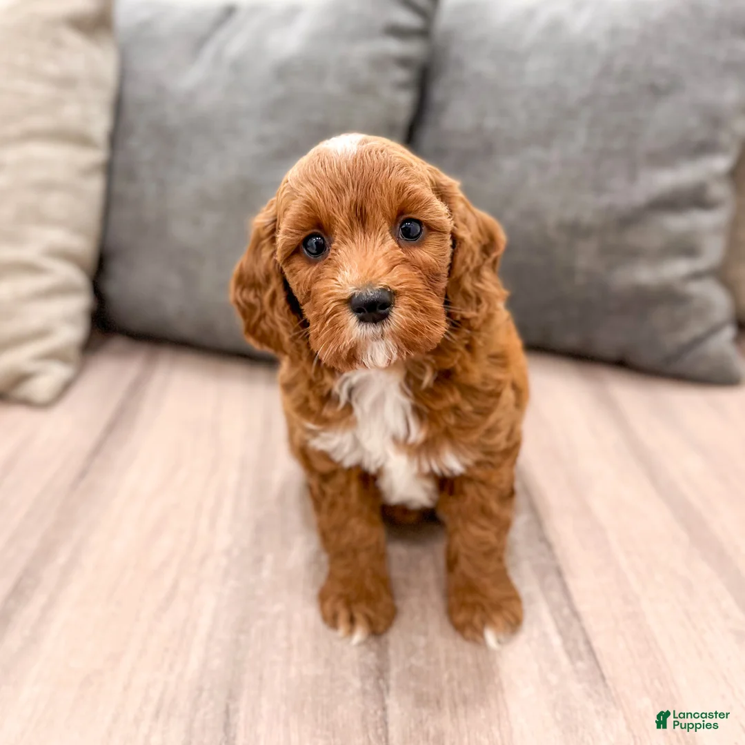 Mini Goldendoodle dogs for sale: Alexus - Ad 2