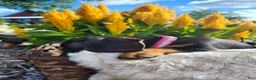 Miniature Dachshund dogs for sale: Zella - Ad 20