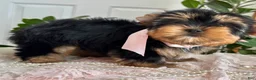 Yorkshire Terrier dogs for sale: Baby Paige - Ad 3