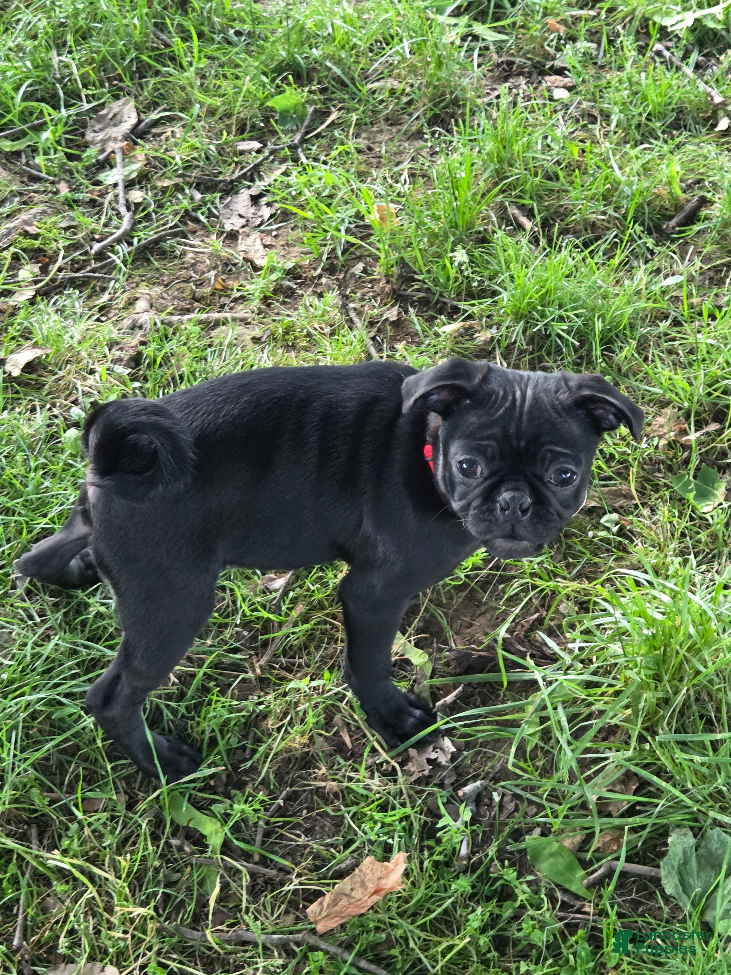 Pug dogs Jasper  - Ad 1