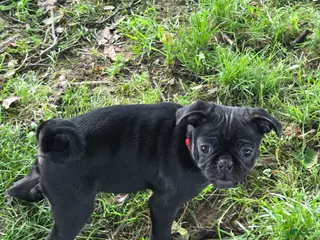 Pug dogs for sale: Jasper - Ad 1