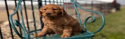 Golden Retriever dogs for sale: Dolly - Ad 3