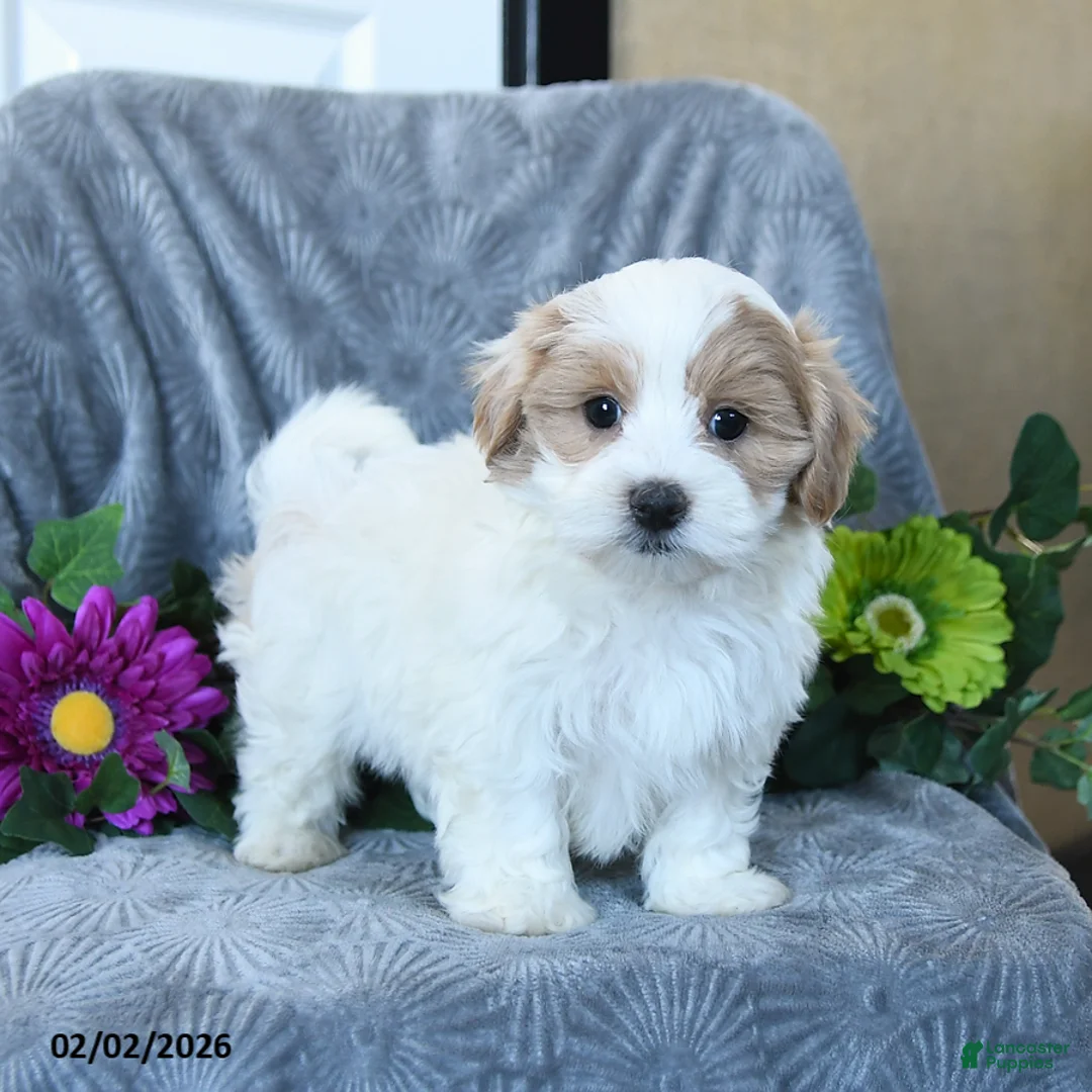 Maltipoo dogs for sale: Harris - Ad 2