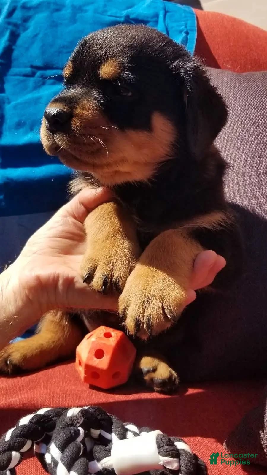 Rottweiler dogs Rottweiler Puppy 6 - Ad 6