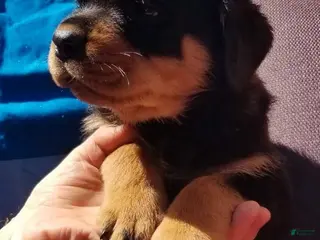 Rottweiler dogs Rottweiler Puppy 6 - Ad 6