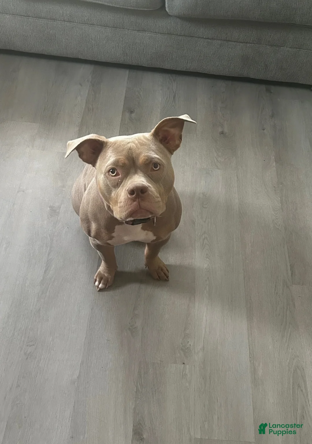American Bully dogs for sale: American Bully Puppy 3 - Ad 2
