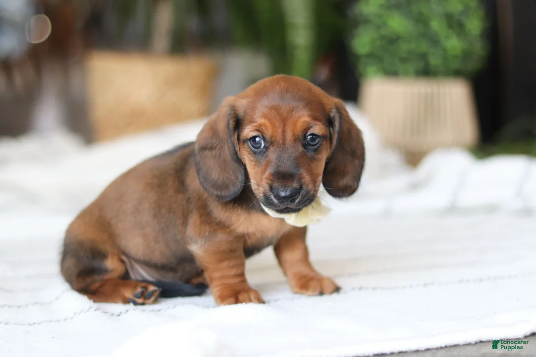 Miniature Dachshund dogs for sale: Pepperoni - Ad 2