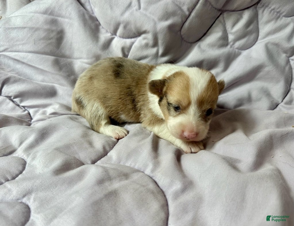 American Corgi dogs Sable Merle male - Ad 2