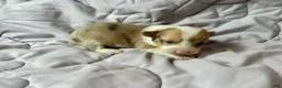 American Corgi dogs for sale: Sable Merle male - Ad 2