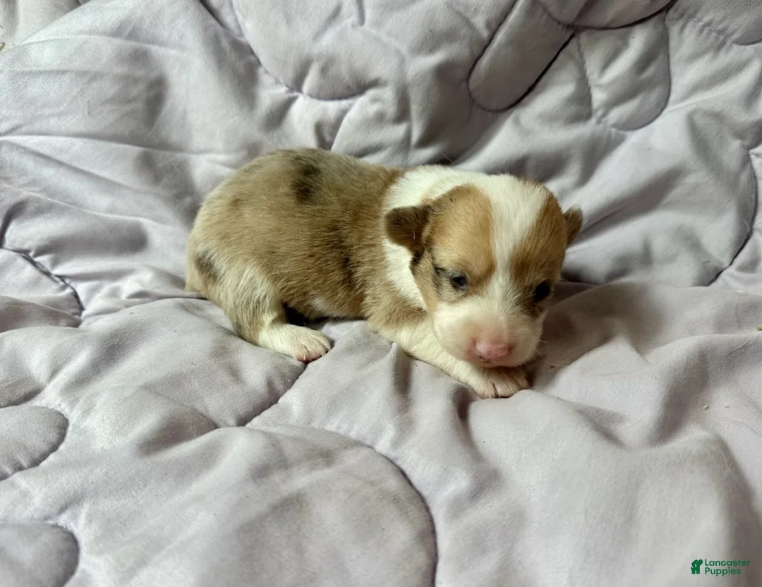 American Corgi dogs for sale: Sable Merle male - Ad 2
