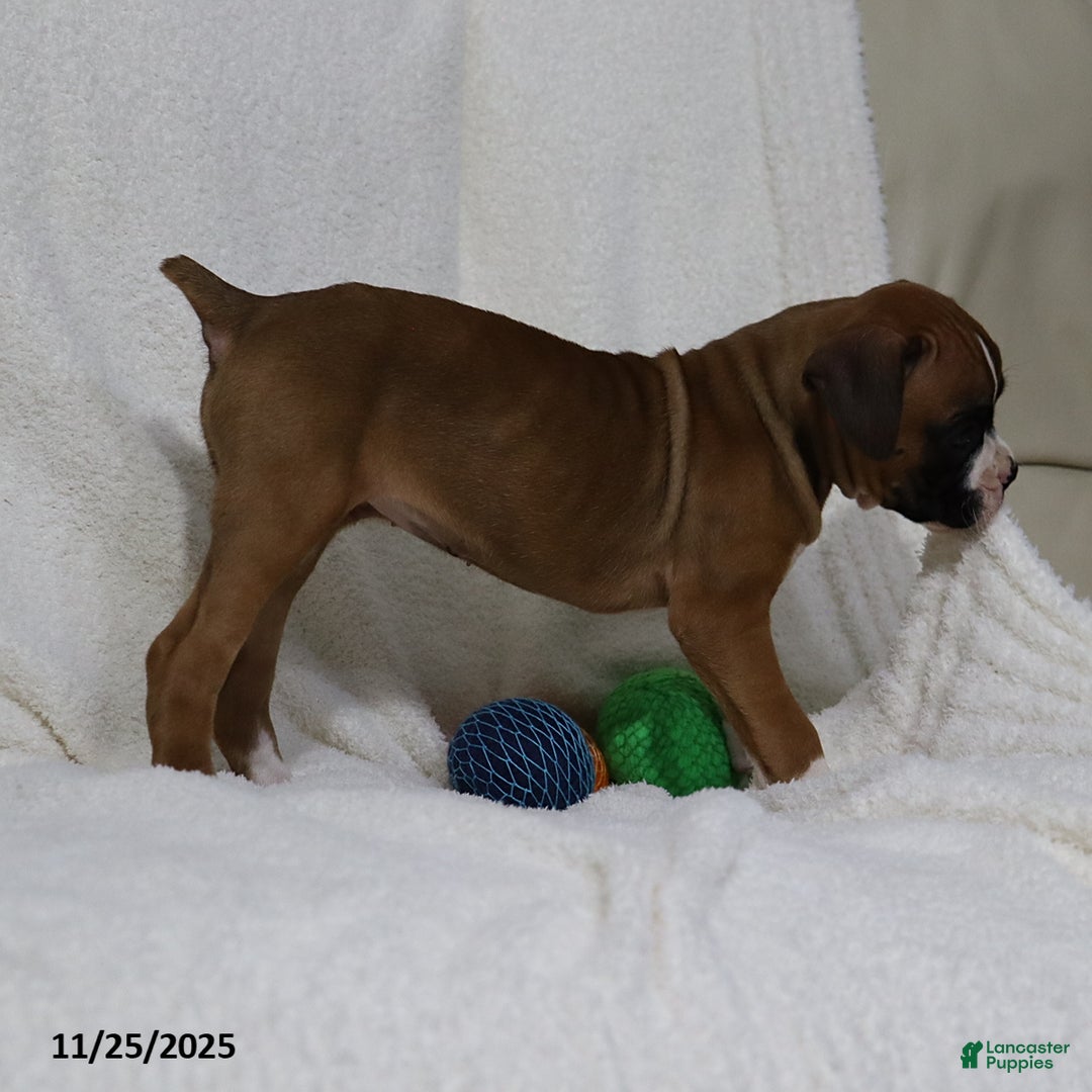 Boxer dogs for sale: Karla - Ad 6