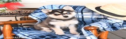 Alaskan Klee Kai dogs for sale: Teddy - Ad 1