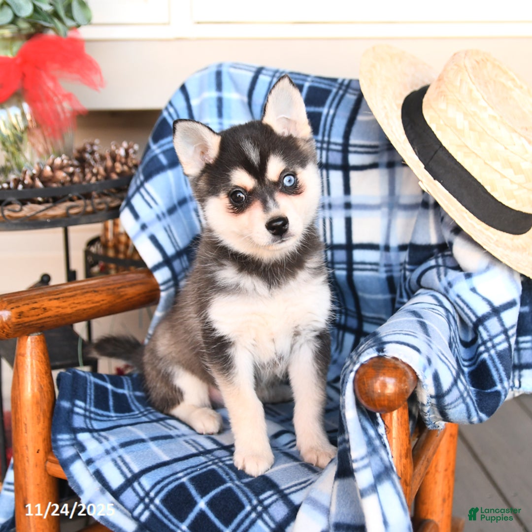 Alaskan Klee Kai dogs for sale: Teddy - Ad 1
