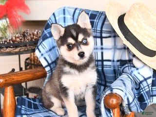 Alaskan Klee Kai dogs Teddy - Ad 3