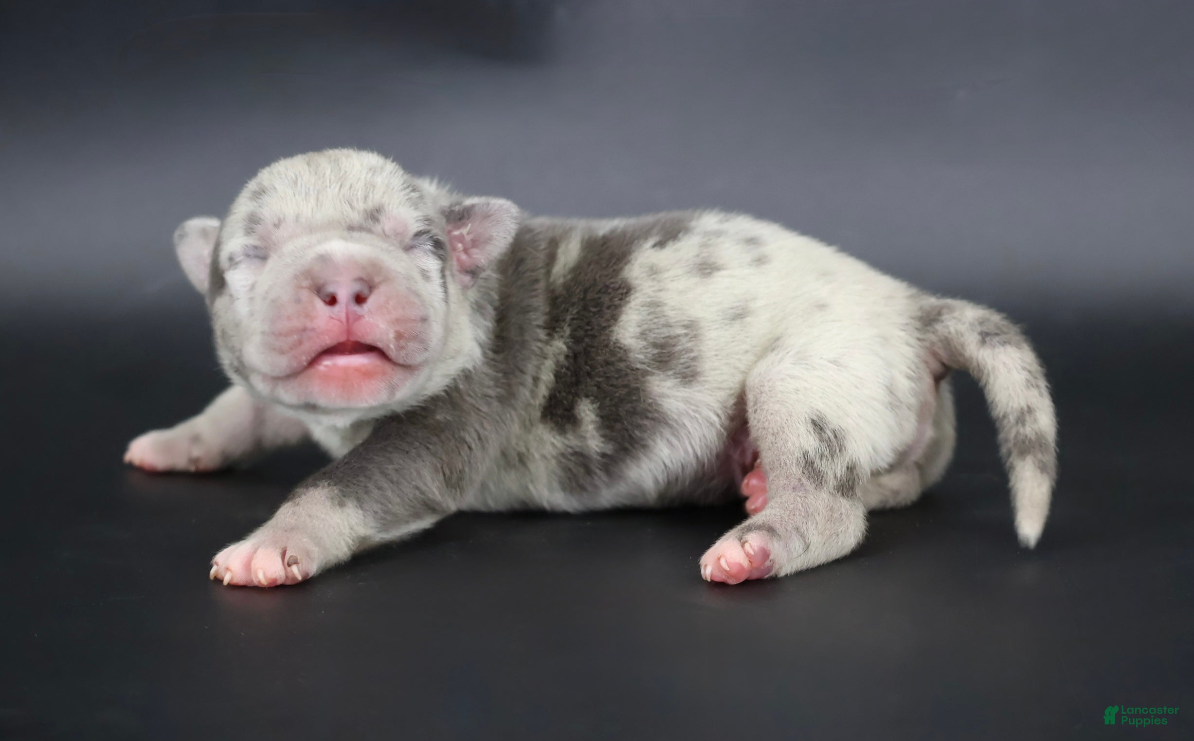 American Bully dogs Sincere - XL - ABKC - Ad 34