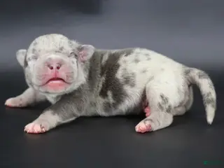 American Bully dogs Sincere - XL - ABKC - Ad 34