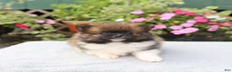 Pomeranian dogs for sale: Sugar - Ad 3