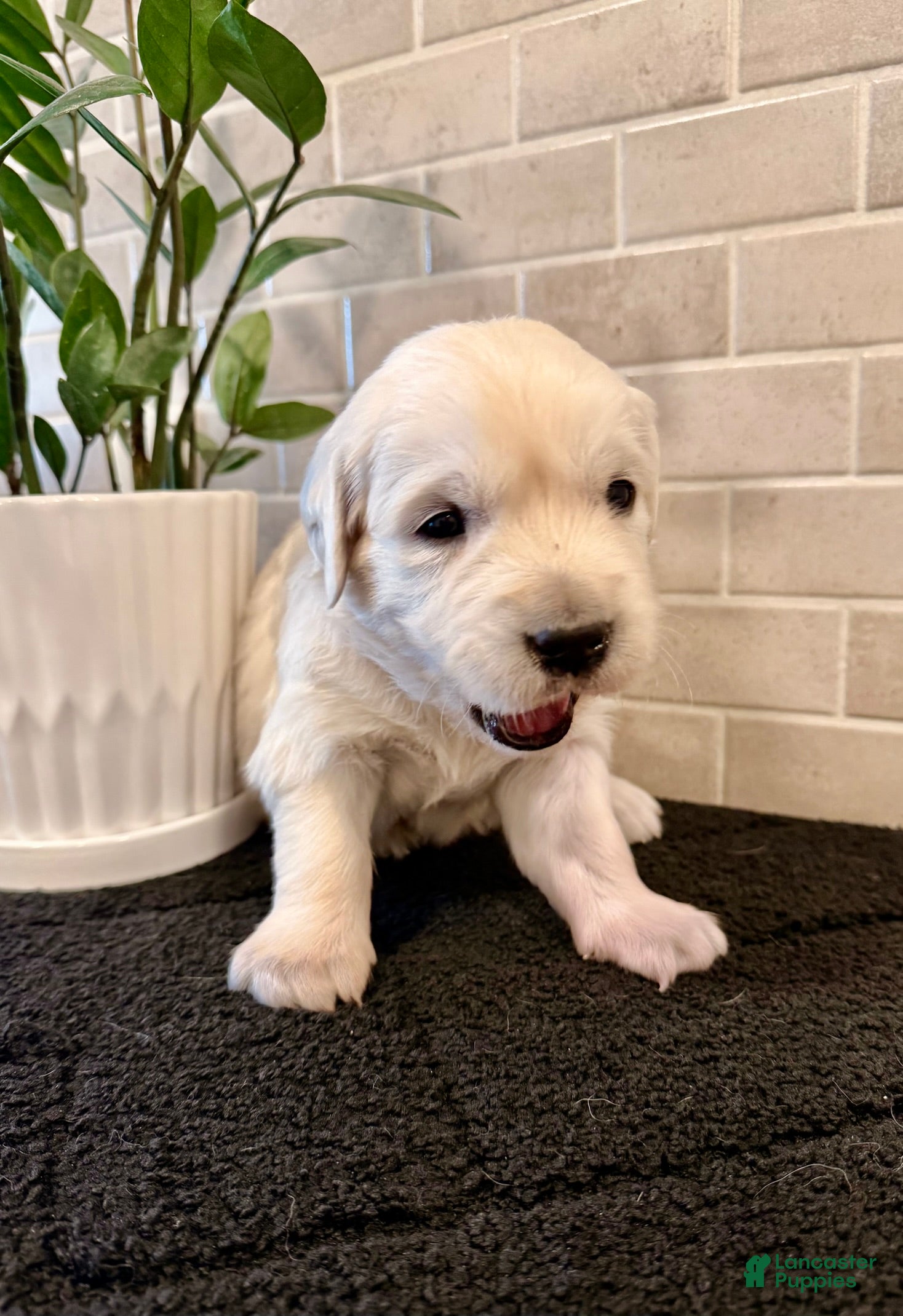 Golden Retriever dogs Oscar  - Ad 2