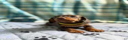 Miniature Dachshund dogs for sale: Smooth Coat Dachshund Male Puppy chocolate and tan - Ad 4