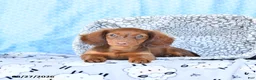 Miniature Dachshund dogs for sale: Charles - Ad 4