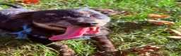 Pomapoo dogs for sale: Shadow - Ad 10
