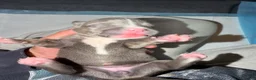 American Bully dogs for sale: Lady - Ad 4