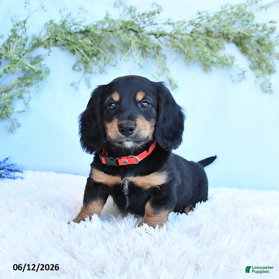 Miniature Dachshund dogs Korie - Ad 1