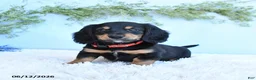 Miniature Dachshund dogs for sale: Korie - Ad 1