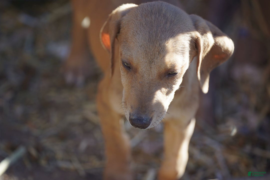Mixed Breed dogs for sale: Reddish Fawn Merle M RT - Ad 6