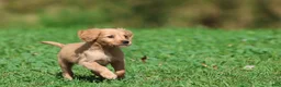 Golden Retriever dogs for sale: Trinity - Ad 2