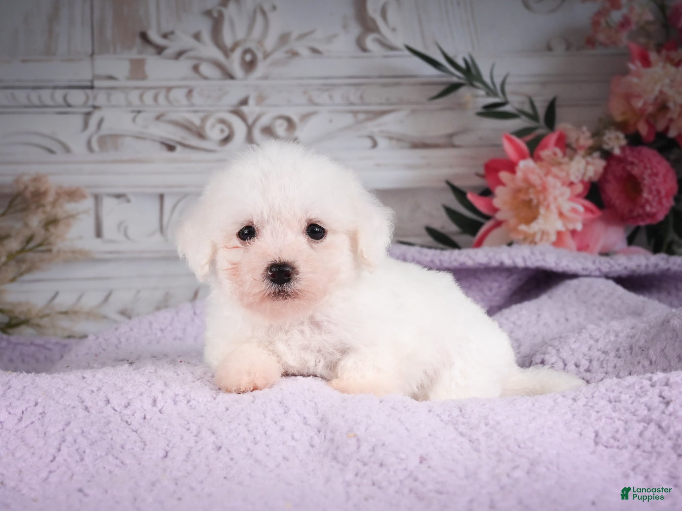 Bichon Frise dogs AKC-Ringo - Ad 1