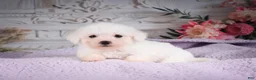 Bichon Frise dogs for sale: AKC-Ringo - Ad 1