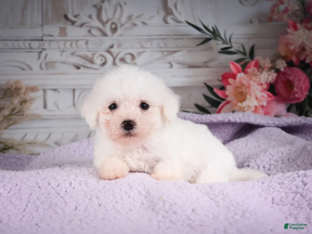 Bichon Frise dogs for sale: AKC-Ringo - Ad 1