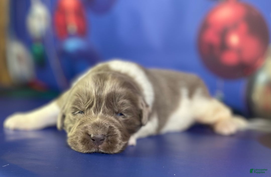 Mixed Breed dogs for sale: Steele OFA DNA  - Ad 4