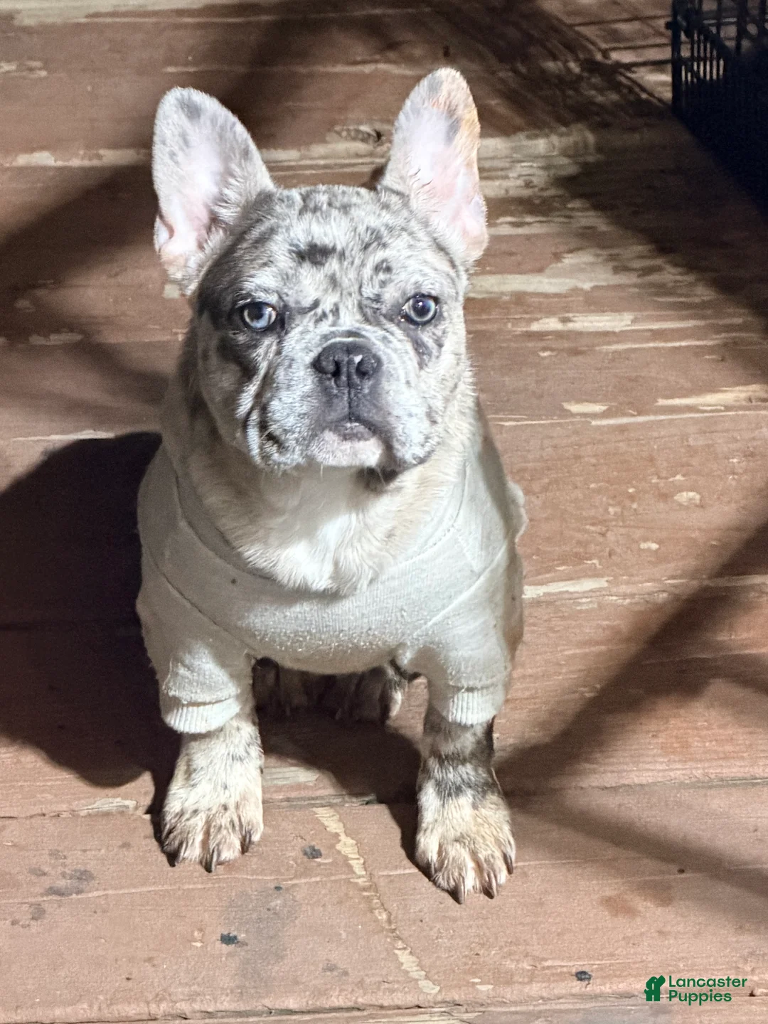 French Bulldog dogs for sale: Diesel - Ad 2