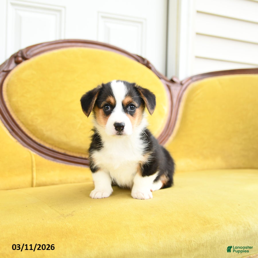 Welsh Corgi Pembroke dogs Toola - Ad 1