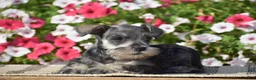 Miniature Schnauzer dogs for sale: Annie - Mini - Ad 3