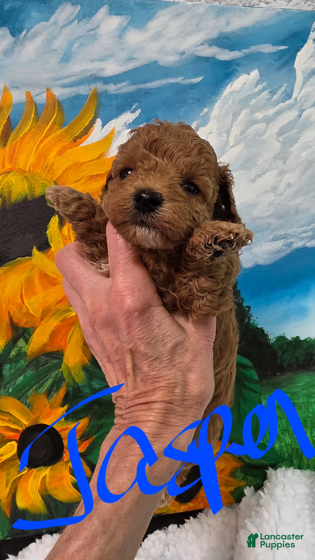 Toy Poodle dogs for sale: Toy Poodle 4 - Ad 2