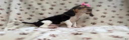 Beagle dogs for sale: Wendy - Ad 5