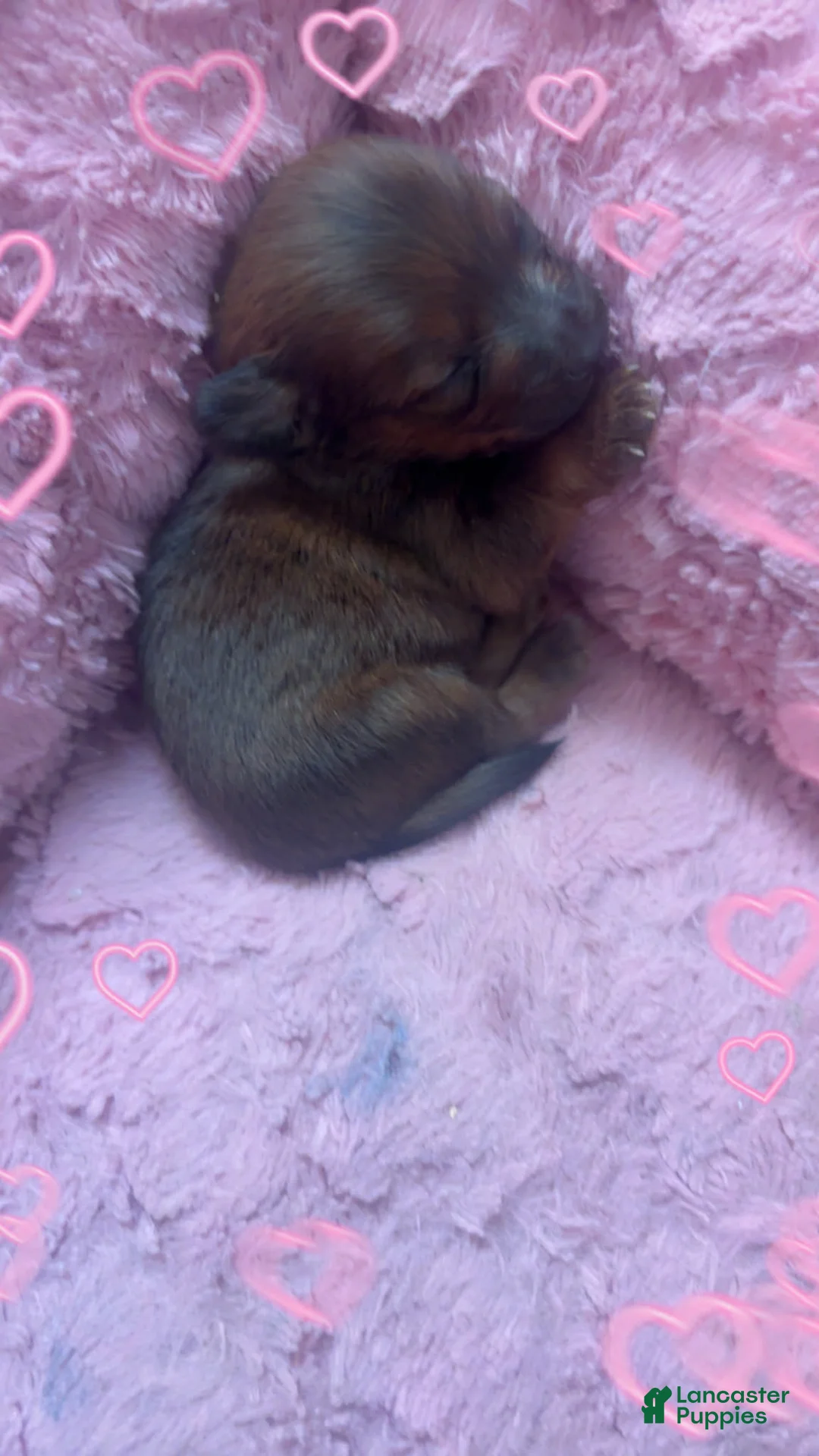 Yorkshire Terrier dogs for sale: Yorkshire Terrier Puppy 1 - Ad 3