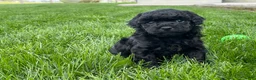 Miniature Poodle dogs for sale: Andrew Miniature Poodle Puppy  - Ad 3